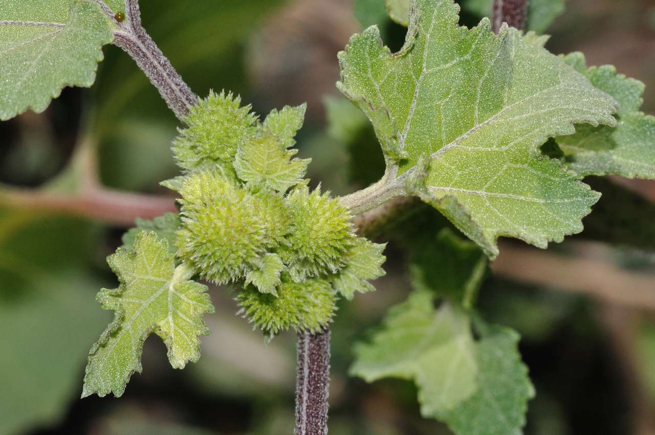 Xanthium sp.